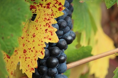 Fog Crest Vineyard Pinot Noir Grapes